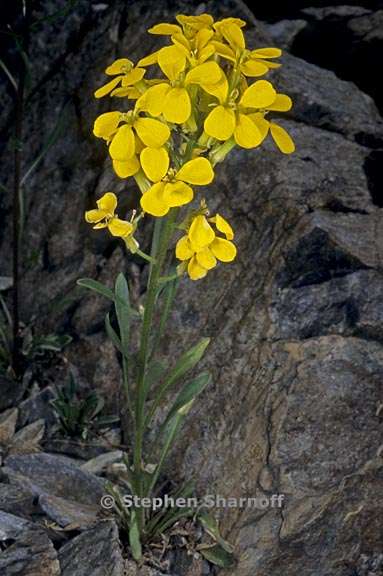 erysimum perenne 2 graphic